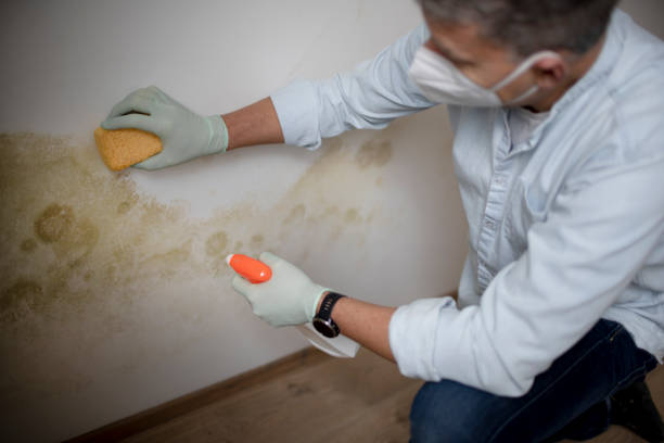 Best Post-Flood Mold Remediation in Alliance, NE