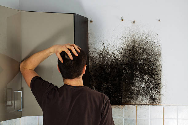 Best Preventive Mold Services in Alliance, NE