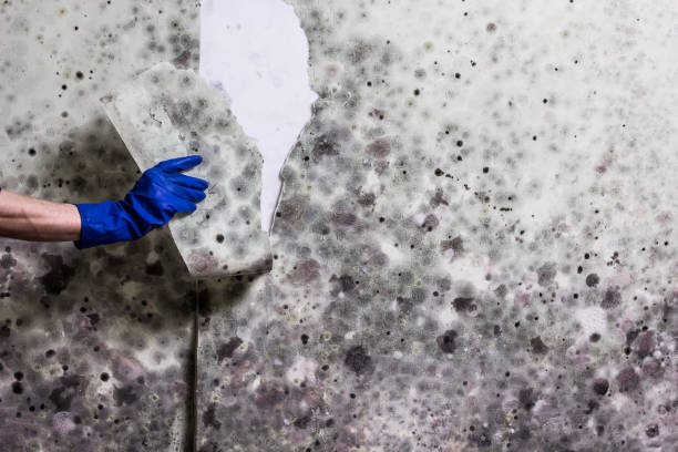 Best Mold Testing and Inspection Services in Alliance, NE